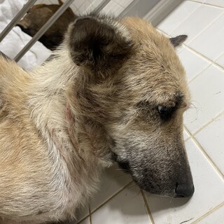 収容期限あり22日まで。皮膚も身体もボロボロです！