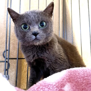 まん丸お顔がキュートなグレー猫タオくん