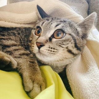 お目目ぱちっ☆美キジ猫ロッタ♀