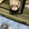 2歳 フェレットの男の子