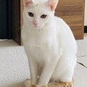 一歳　迷い猫を保護　去勢済み