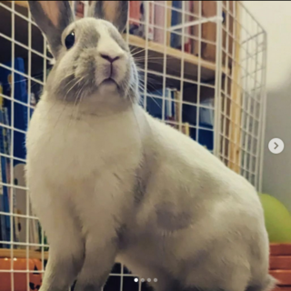 保護うさぎ(滋賀っこ２世) はのじくん