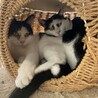 タータンチェック サムネイル3