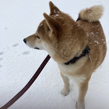 雪に戸惑いながらのお散歩です。