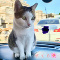 【里親さま決定】さくらちゃん