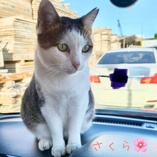 【里親さま決定】さくらちゃん