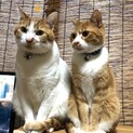 大きな猫さんが好きな方にオススメです！