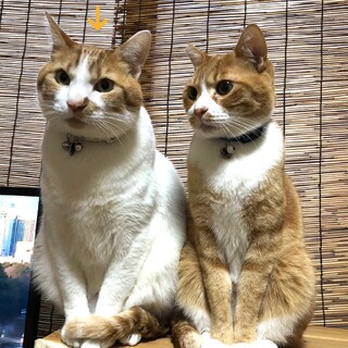 大きな猫さんが好きな方にオススメ❣️