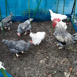 アローカナ、岡崎おうはん7羽の里親募集中