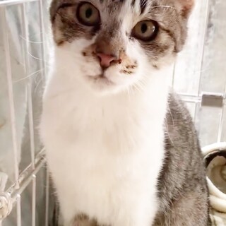 多頭崩壊寸前保護主宅キジ白甘えん坊天使！