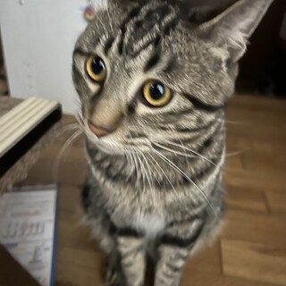くう♂去勢済 里親募集