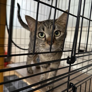 21年11月9日産まれの猫2匹