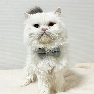 モフモフのぬいぐるみみたいな　シュニー♂