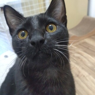 甘えん坊の黒猫男子　ビター♂