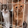 雑種子猫メス1匹里親様決まりました！ サムネイル2
