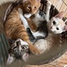 雑種子猫メス1匹里親様決まりました！ サムネイル3