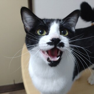 口ひげ・顎ひげ チャームポイント♪ 　ハニー♀