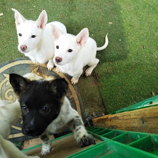 元気いっぱいの子犬達