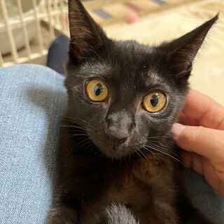 お花兄妹　遊ぶの大好き♪　リコリス♀