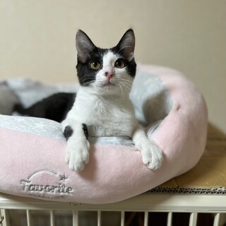 お花兄妹　ホクロがセクシー♡　ナデシコ♀