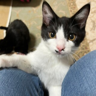 お花兄妹　ＴＨＥ末っ子男子　りゅうたん♂