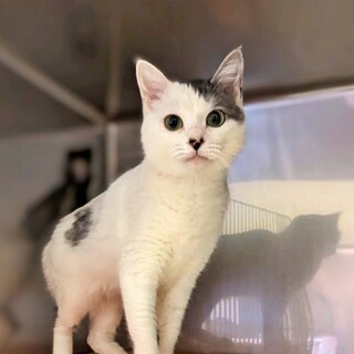 元気いっぱいフレンドリーで甘えん坊