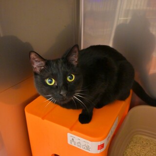 人が大好きで抱っこも大好きな女の子♡