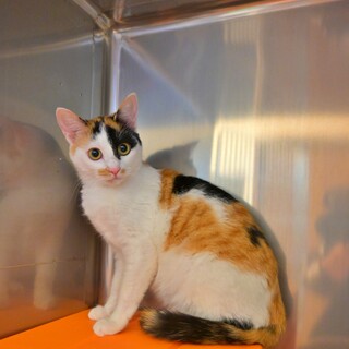 人も抱っこも大好きな女の子【ラムネ】