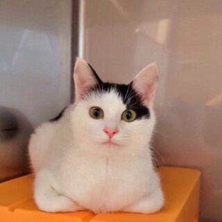 一見怖がりさん 実は甘えん坊な女の子