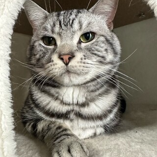 アメショーとMIX家族