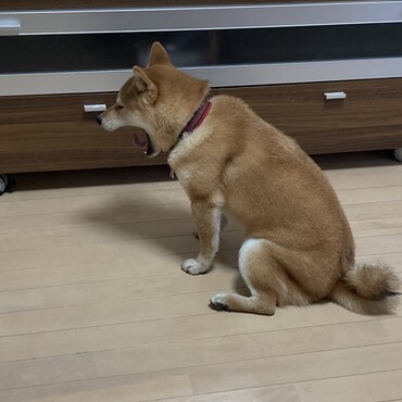 遊んだ、遊んだ、さぁ、寝るか、、、