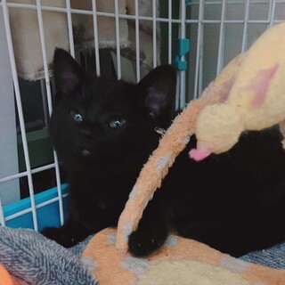 3/12さいたま岩槻譲渡会 まーこちゃん