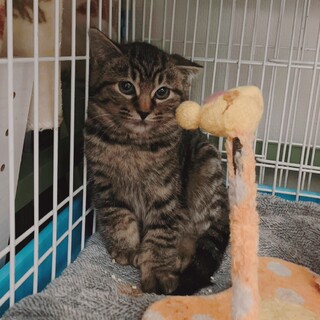 3/12さいたま市岩槻譲渡会  おたまちゃん