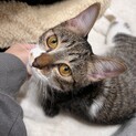 雑種子猫メス1匹里親様決まりました！