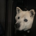 飼い主様見つかりました！保護。老犬男の子