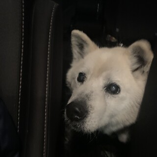 飼い主様見つかりました！保護。老犬男の子