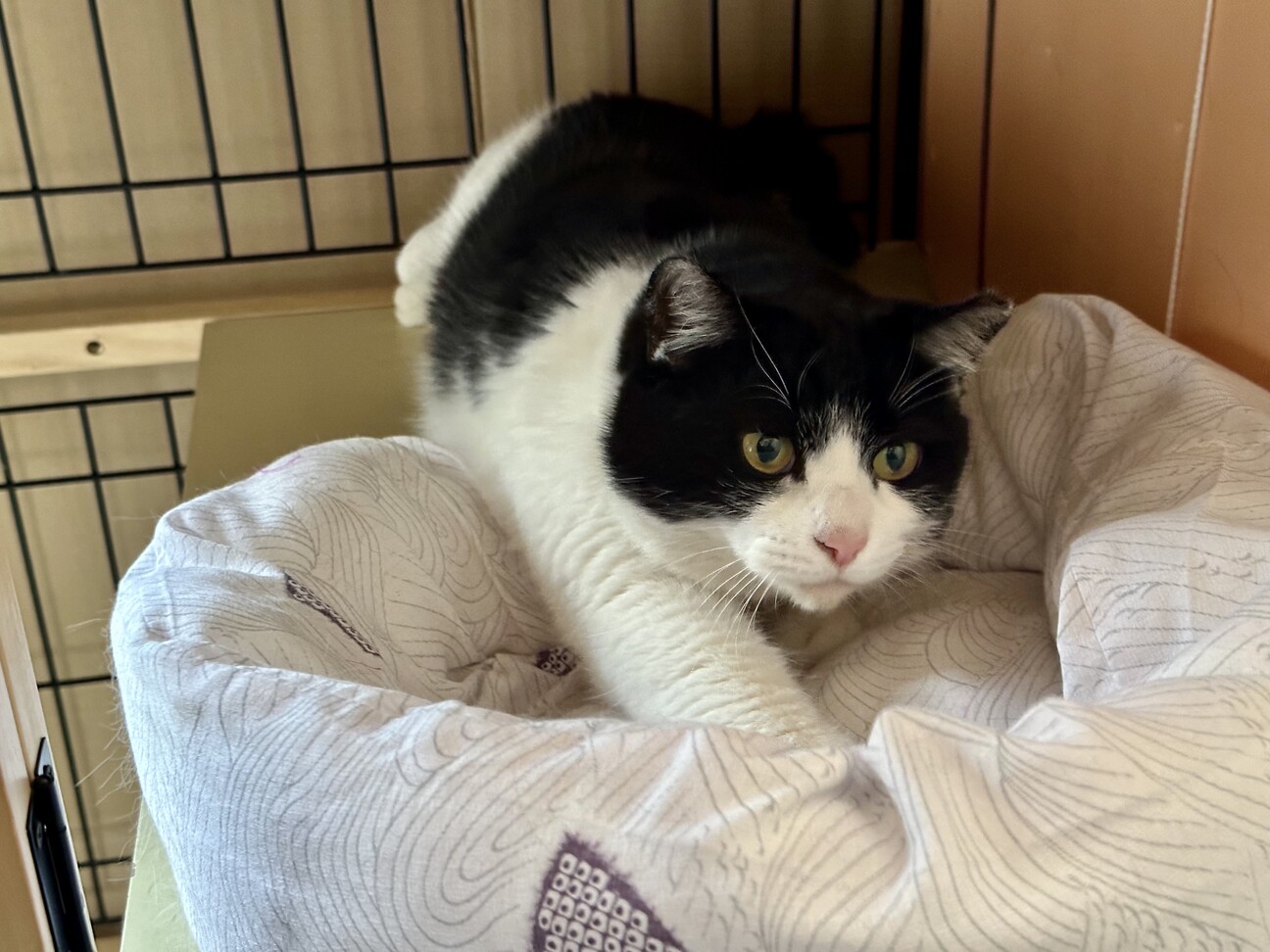 ハチワレそらちゃん、人間大好き」東京都 - 猫の里親募集(448459) 1枚