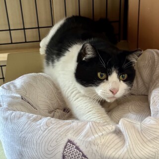 ハチワレそらちゃん、人間大好き