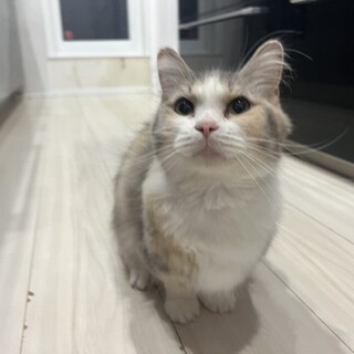 ★短足マンチカンの女の子血統書あります★