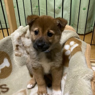 「コタロウ（おら改め）」男の子