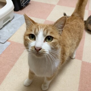 おかげさまで素敵な家族が見つかりました☆ルカ君