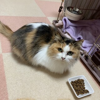 おかげさまで素敵な家族が見つかりました♡リズ