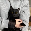 人見知りゼロ！社交的な黒猫さん
