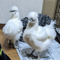 烏骨鶏の姉妹二羽