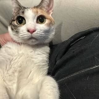 元野良猫,三毛お嬢様