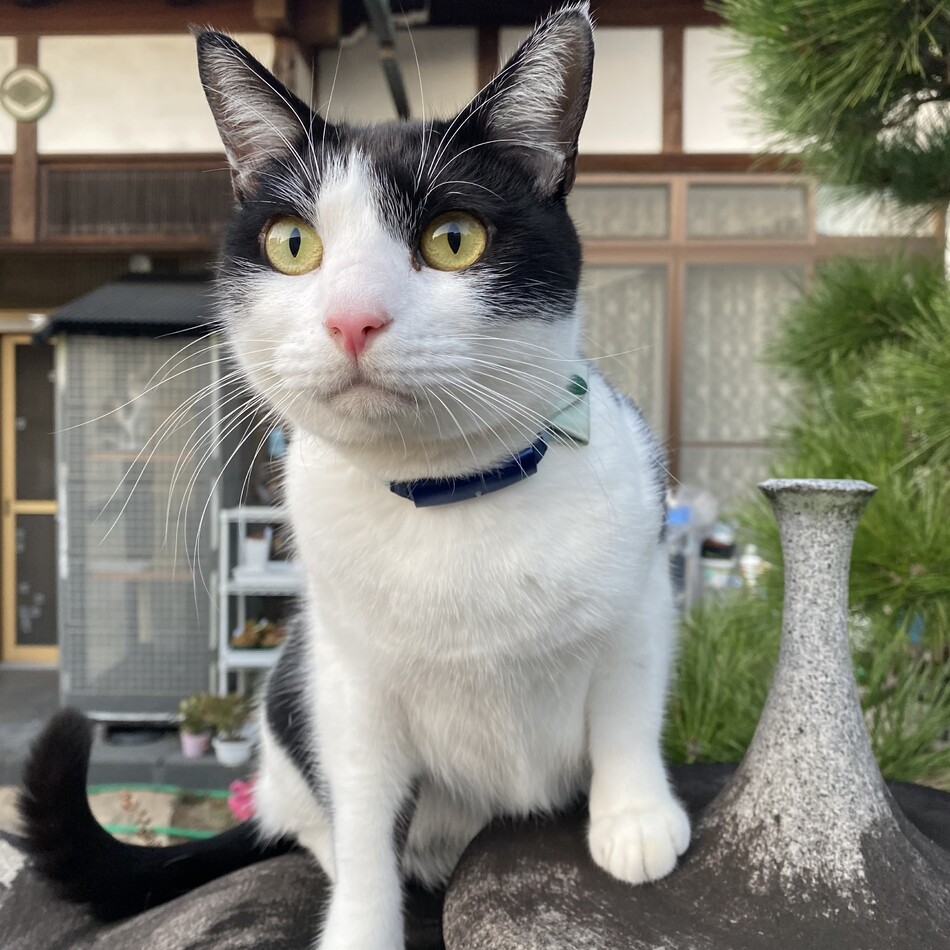 こたろうのカバー写真