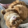 こはく