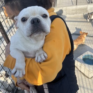 ホワイト系クリーム　フレンチブルドッグ女の子