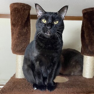 【2/19譲渡会】ハンデは愛しい♡ハルくん