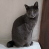 一見イケメン、よく見ると三枚目のグレーくん サムネイル7